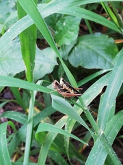 Orphulella concinnula