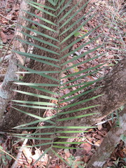 Chamaedorea glaucifolia