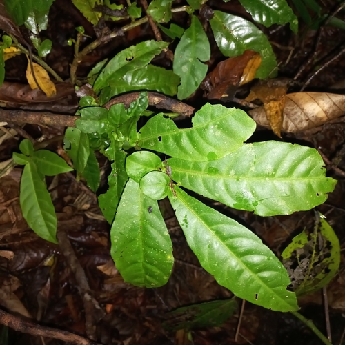 Solanum stipulatum