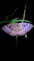 Erebus walkeri