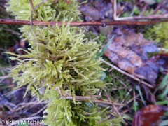 Helodium paludosum