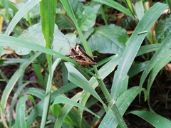 Orphulella concinnula