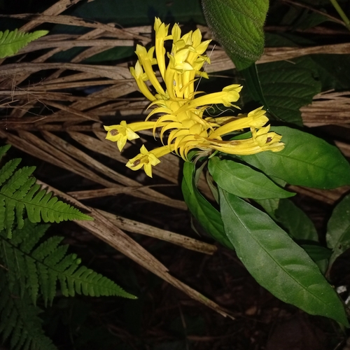 Aphelandra chamissoniana (Aphelandra chamissoniana)