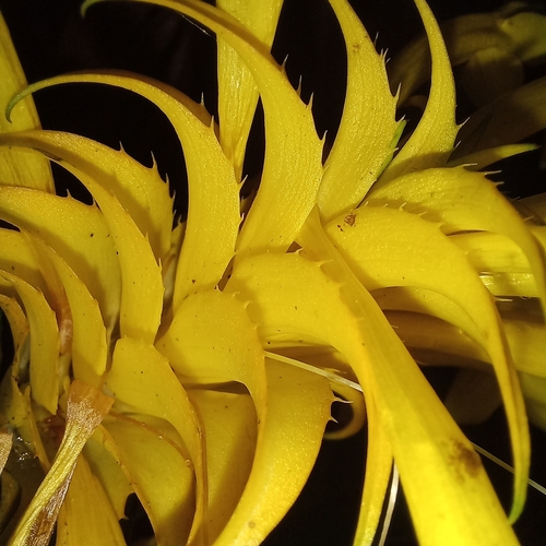Foto de Afelandra