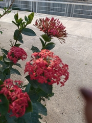 Ixora coccinea