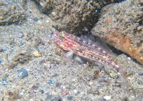 Redlight goby (Coryphopterus urospilus) — Gobiidae — 3