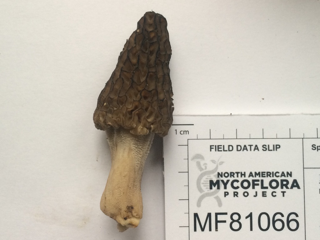 black morel in April 2019 by Brian Hunt. Tulip poplar and sassafras