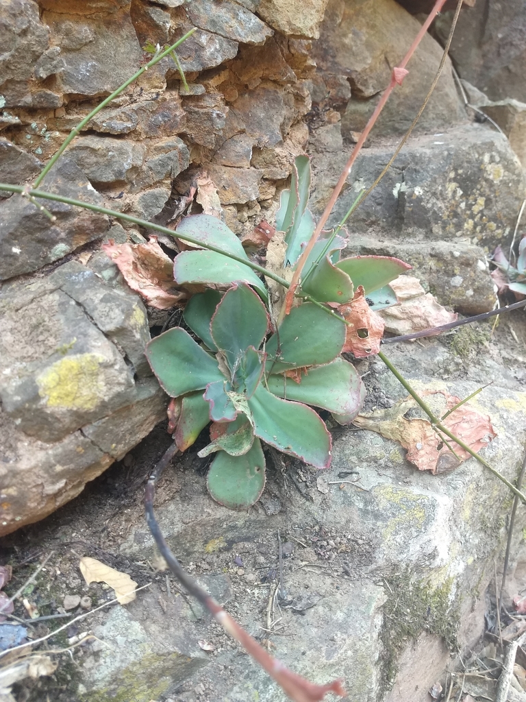 Echeveria fulgens