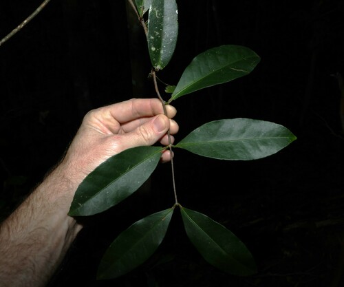 Image of Loeseneriella barbata by (c) Greg Tasney, some rights reserved (CC BY-SA)