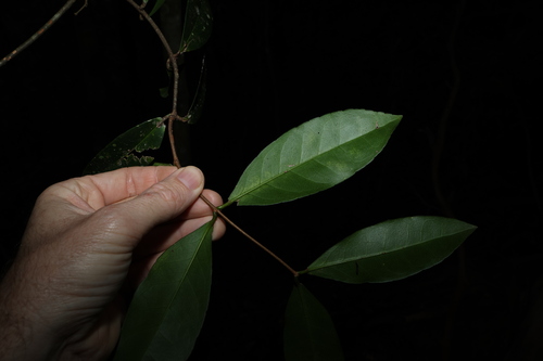 Image of Loeseneriella barbata by (c) Greg Tasney, some rights reserved (CC BY-SA)