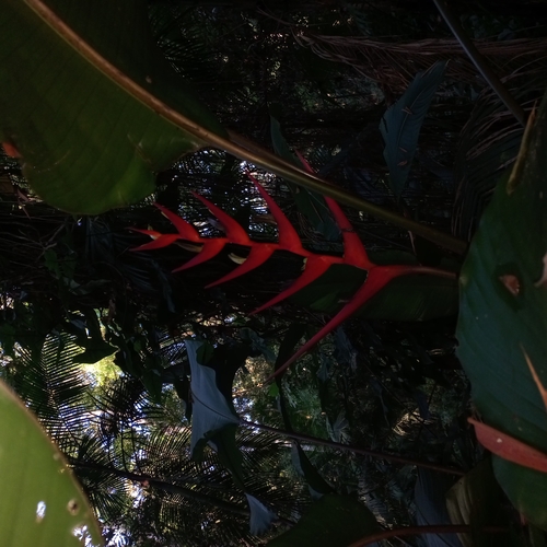 Image of Heliconia farinosa by (c) Patrícia Mees, some rights reserved (CC BY)