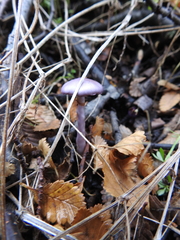 Cortinarius magellanicus