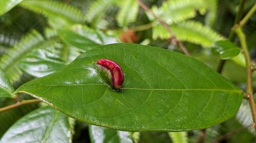 Glochidion acuminatum iNat (1)