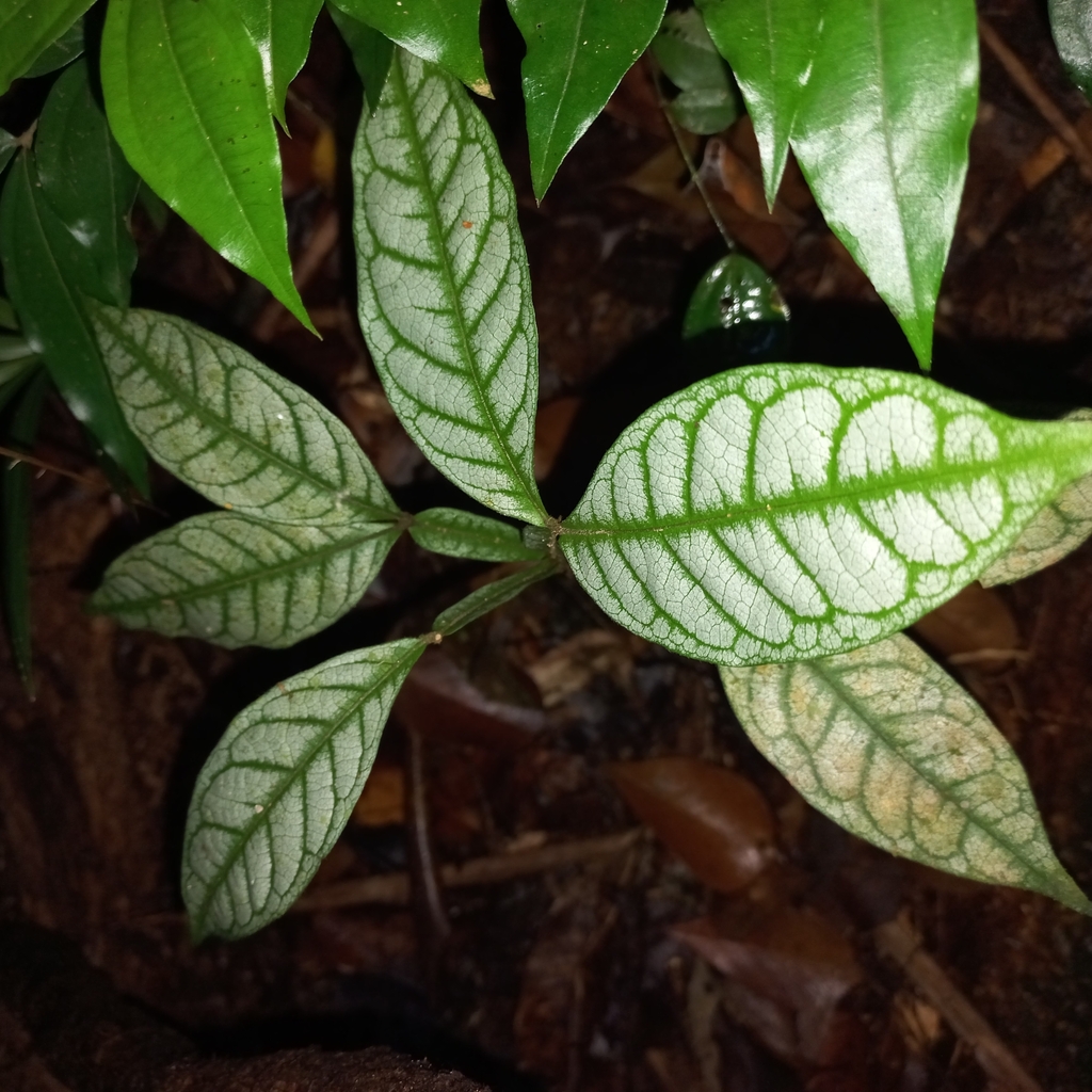 Inga edulis, Timbó - SC, Brasil