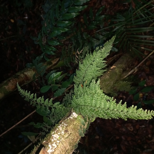 Aerialroot Bristle Fern (Vandenboschia radicans)