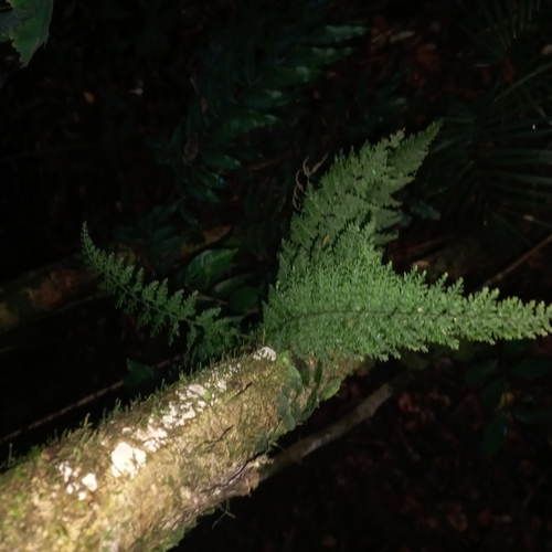Image of Vandenboschia radicans by (c) Patrícia Mees, some rights reserved (CC BY)