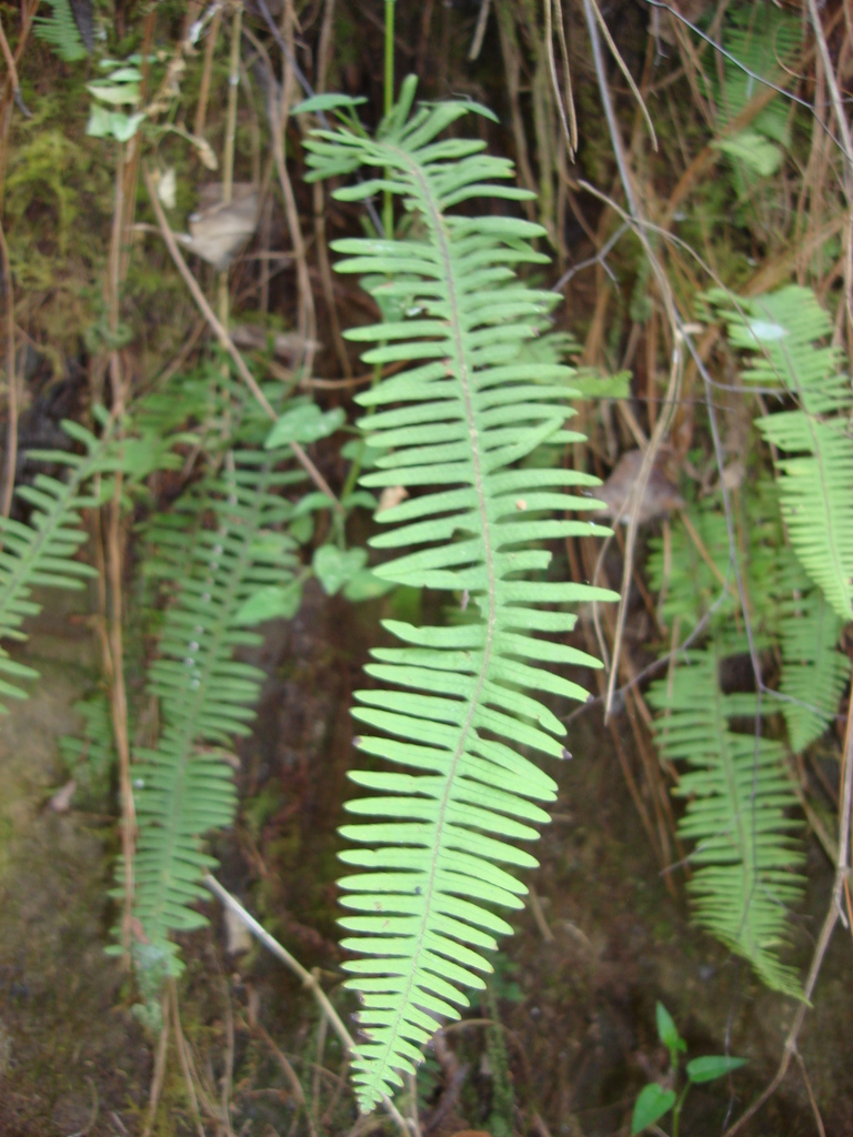 Pecluma alfredii