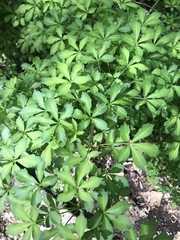 Eleutherococcus sieboldianus