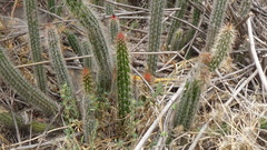Nyctocereus serpentinus