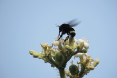 Bombus mexicanus