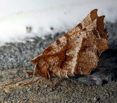 Selenia dentaria