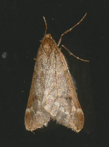 Alsophila aescularia