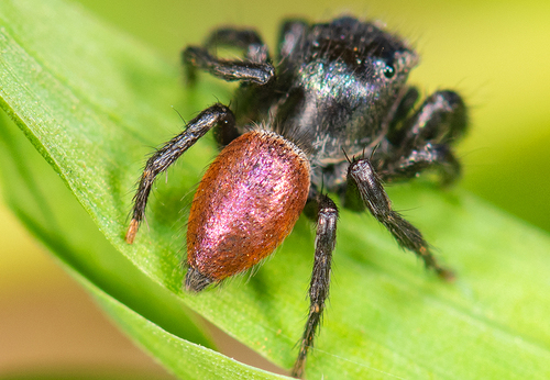 Habronattus decorus