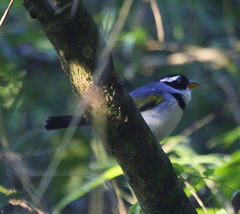 Arremon flavirostris