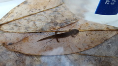 Desmognathus brimleyorum