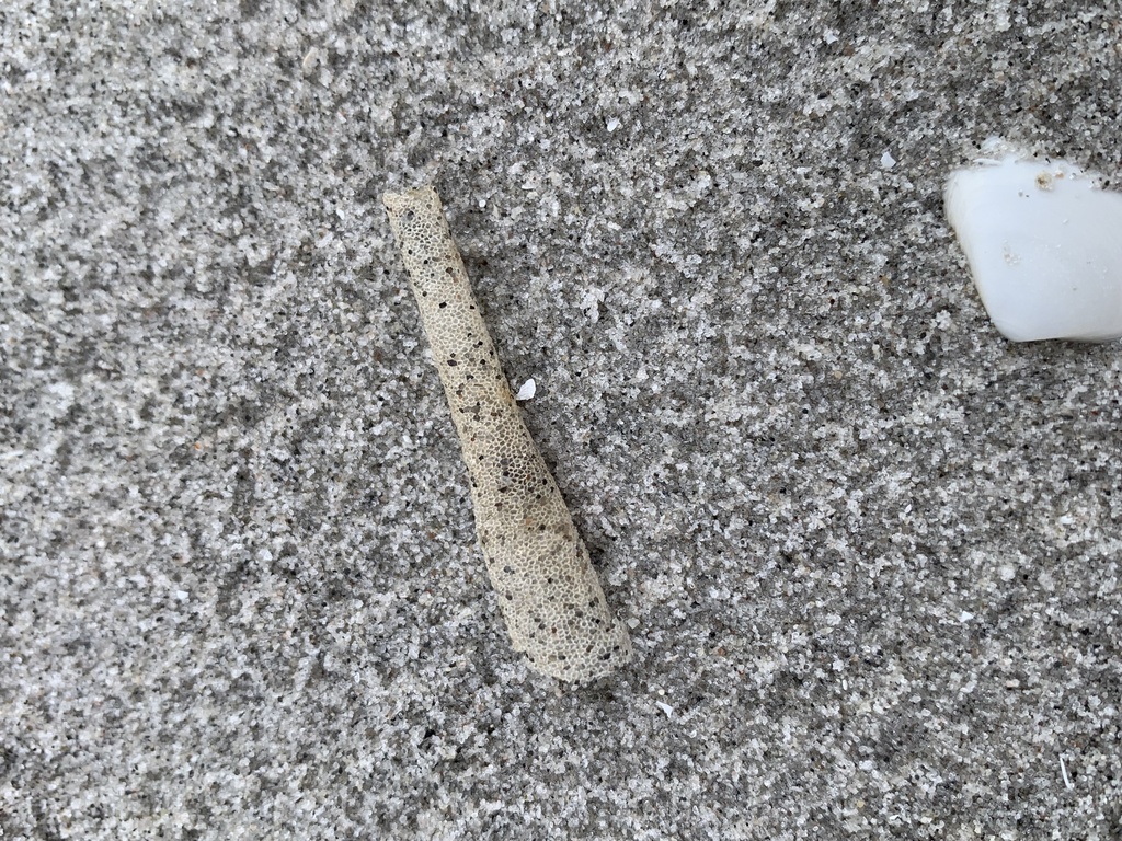 trumpet worm