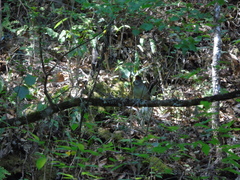 Catharus mexicanus
