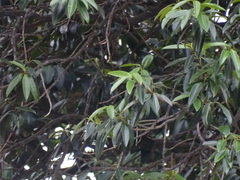 Calophyllum brasiliense