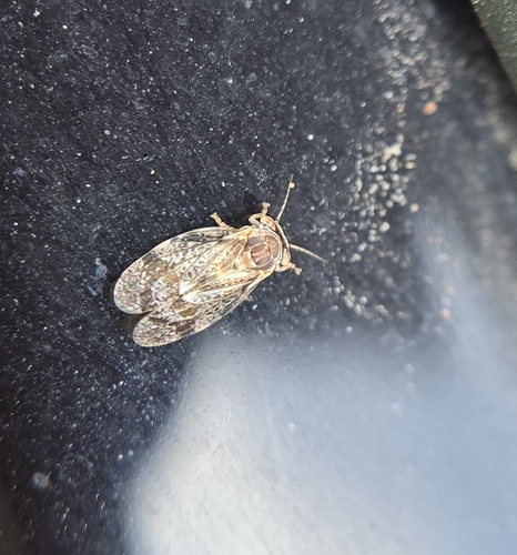 Dasypsylla brunnea, 2024-04-27