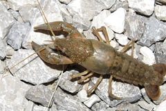 Procambarus simulans