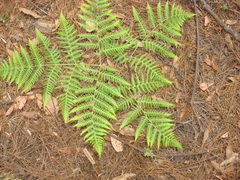 Pteridium aquilinum feei