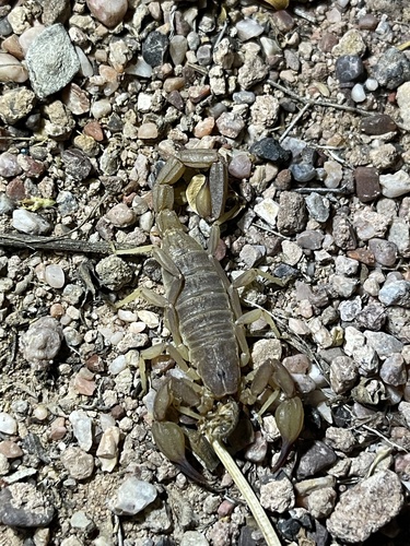 Thick-handed Scorpion