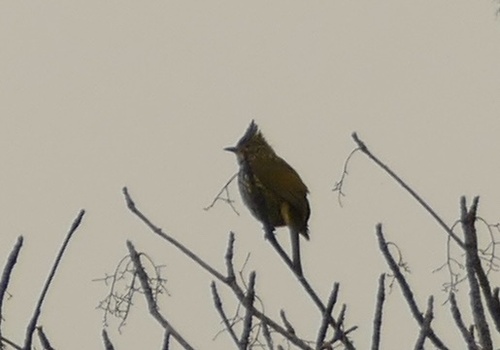 Striated Bulbul (Alcurus striatus), photo 10