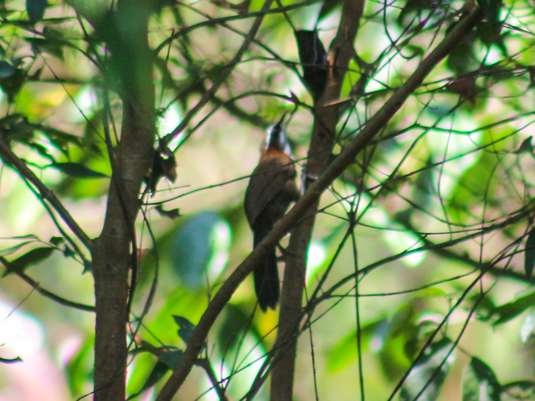 White-browed Scimitar Babbler
