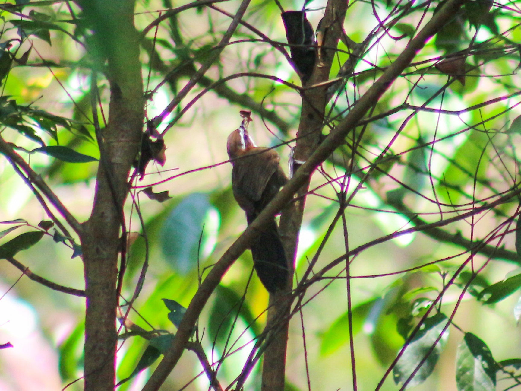 White-browed Scimitar Babbler