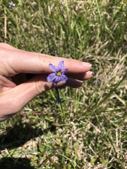 Sisyrinchium biforme
