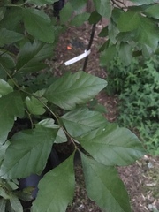 Crataegus aestivalis