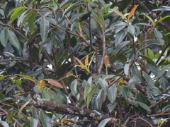 Calophyllum brasiliense