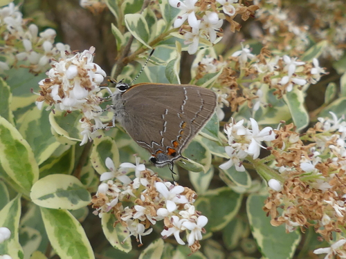 Oak Hairstreak photo 3