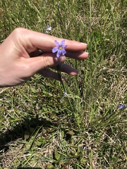 Sisyrinchium biforme