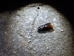 Panesthiinae