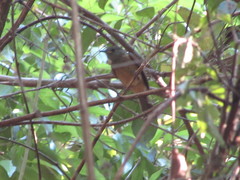 Mionectes oleagineus