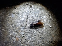 Panesthiinae