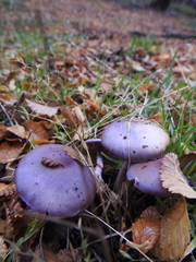 Cortinarius magellanicus