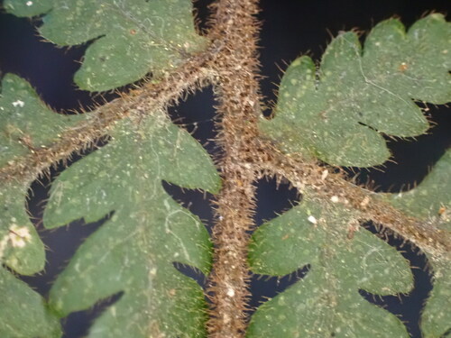 Image of Lastreopsis velutina by (c) Leon Perrie, some rights reserved (CC BY)