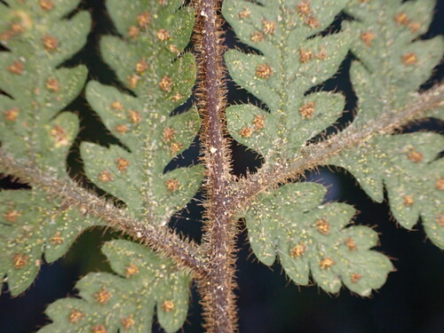 Image of Lastreopsis velutina by (c) Leon Perrie, some rights reserved (CC BY)